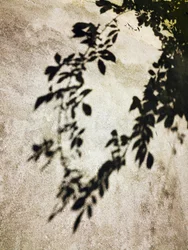 Ombres de feuilles éclairées par le soleil
