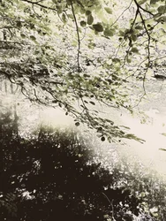 La canopée d