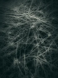 Résumé de « Branches enchevêtrées »