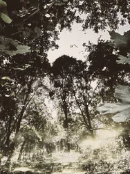 Réflexion dans une forêt paisible