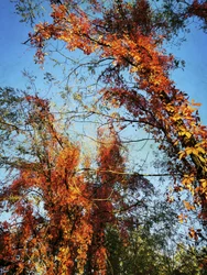 Une canopée automnale aux couleurs chatoyantes