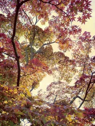 Une canopée automnale aux couleurs chatoyantes