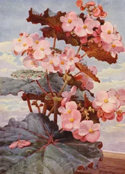 Le magnifique Bégonia à feuilles sombres Gloire de Sceaux