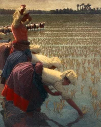 Les mondine, ouvrières italiennes des rizières