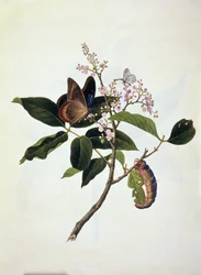 Papillon et chenille sur une plante