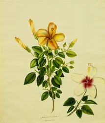 Études d