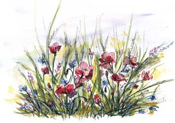 Une prairie de coquelicots aux couleurs éclatantes