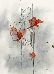 Des coquelicots délicats s