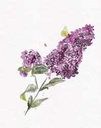 Papillon lilas violet