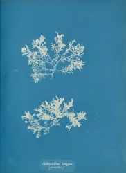 Achnanthes longipes. parasite, vers 1853