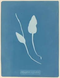 Addertong