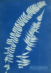 Asplenium Braziliense, Amérique du Sud, vers 1850
