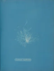 Ceramium diaphanum