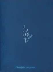 Cladostephus spongiosus, vers 1853