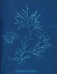 Cladostephus verticillatus, vers 1853