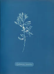 Cystoseira ericoides, vers 1853