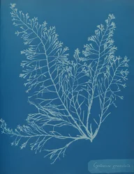 Cystoseira granulata, ca. 1853