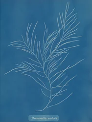 Desmarestia aculeata