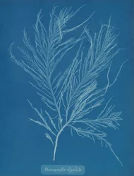 Desmarestia liqulata, ca. 1853