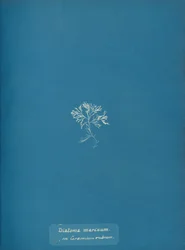 Diatoma marinum sur Ceramium rubrum, vers 1853