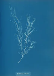 Dichloria viridis
