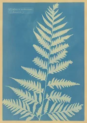 Dicksonia arborescens, Jamaïque