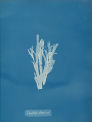 Dictyota atomaria