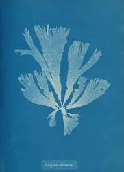 Dictyota atomaria