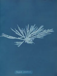 Dictyota dichotoma, vers 1853