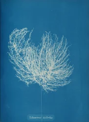 Ectocarpus distantus, vers 1853