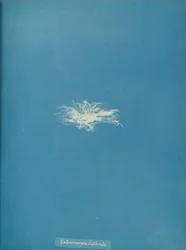 Enteromorpha clathrata, vers 1853
