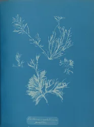 Exillaria crystallinum parasitique, vers 1853