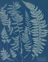 Fougères. Spécimen de cyanotype