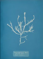 Fucus æruginosus Turner. Mer Méditerranée Sisbon Nouveau en Grande-Bretagne., vers 1853
