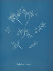 Gelidium corneum