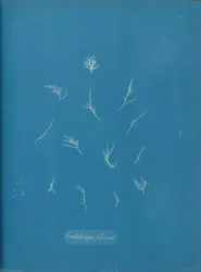 Grateloupia filicina
