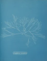 Griffithsia corallina, vers 1853