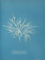 Griffithsia equisetifolia, vers 1853