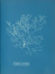 Griffithsia multifida, vers 1853
