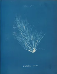 Griffithsia setacea