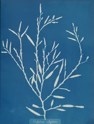 Halydrys siliquosa, vers 1853