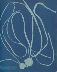 Himanthalia lorea, vers 1853
