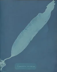 Laminaria saccharina, vers 1853