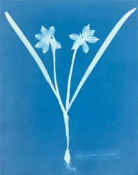 Leucojam Varium par Anna Atkins