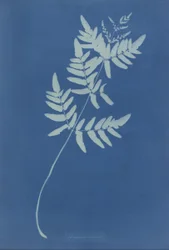 Osmunda Rigalis (Australie)