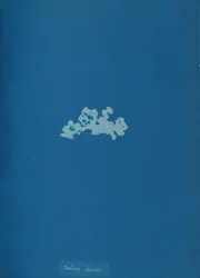 Padina deusta, vers 1853