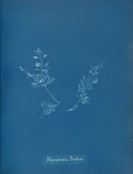 Polysiphonia Brodiæi, vers 1853