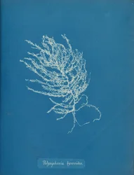 Polysiphonia byssoides, vers 1853