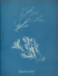 Polysiphonia fibrata