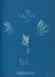 Polysiphonia fruticulosa, vers 1853